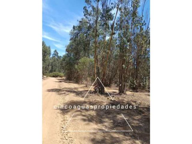 Parcela ubicada en el corazón de Foresta de Zapallar