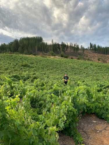 Parcelas en Cauquenes séptima región $7.000.000