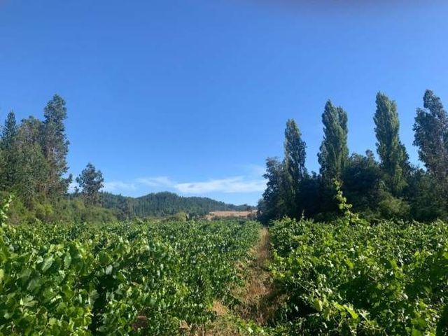 Parcelas en Cauquenes séptima región $7.000.000