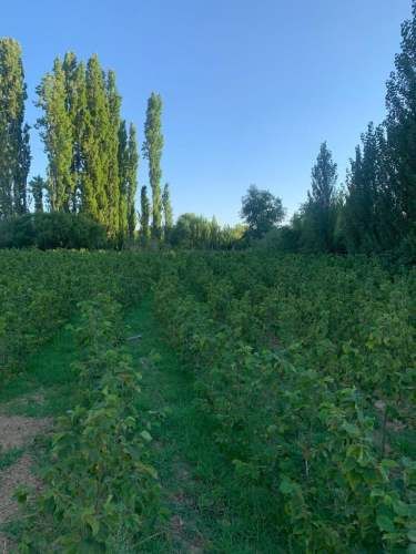 Parcelas en Cauquenes séptima región $7.000.000