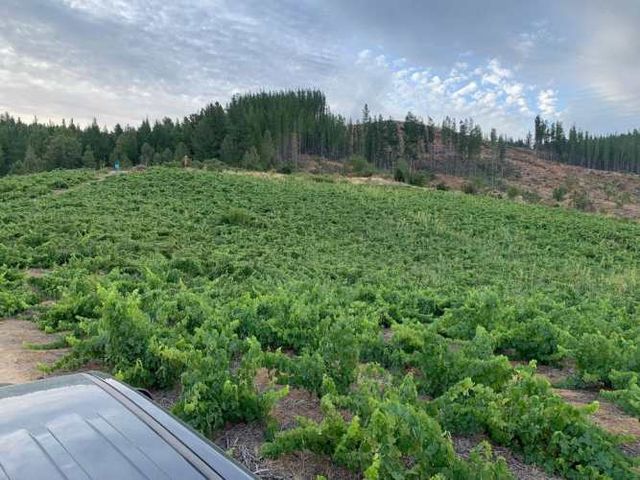 Parcelas en Cauquenes séptima región $7.000.000