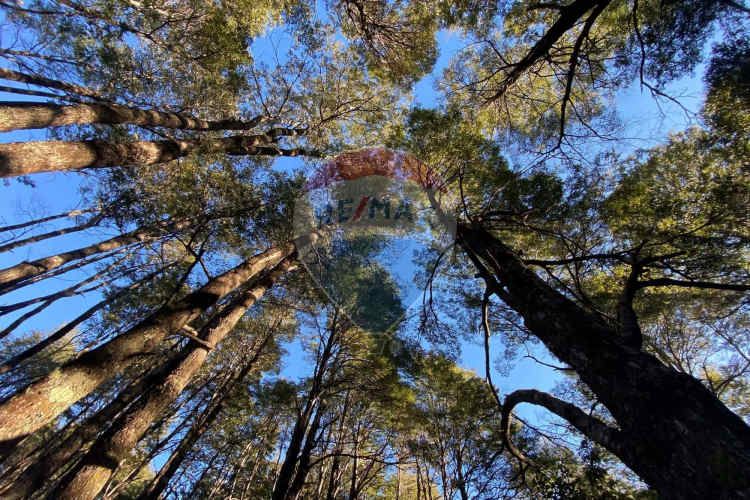 Parcela en venta, bosque pucón