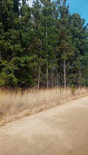 PICHILEMU PARCELA 5000MTS ALTO COLORADO (118513)