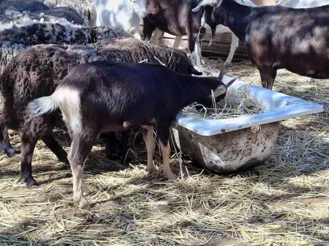 Cabras Saanen y otras...