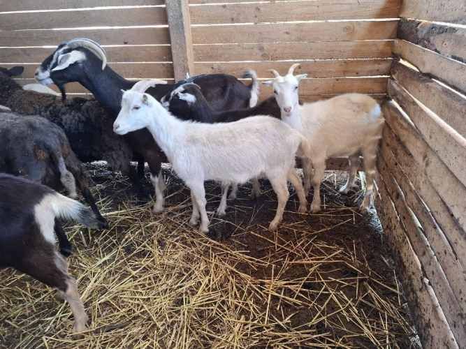 Cabras Saanen y otras...