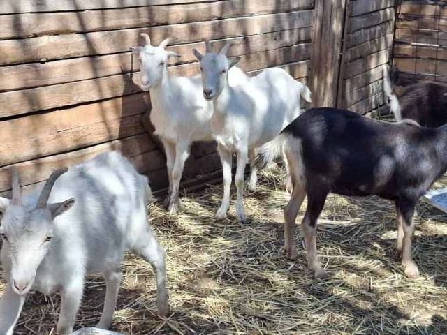 Cabras Saanen y otras...