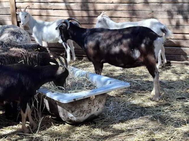 Cabras Saanen y otras...