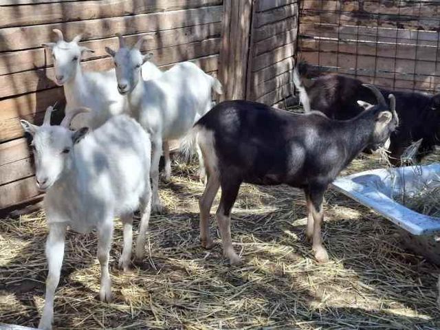 Cabras Saanen y otras...