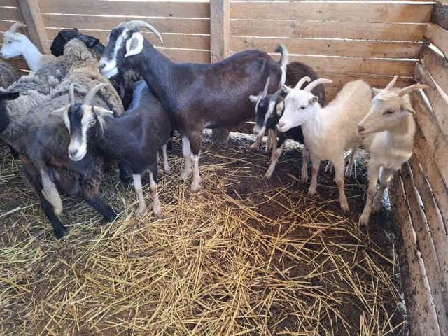 Cabras Saanen y otras...