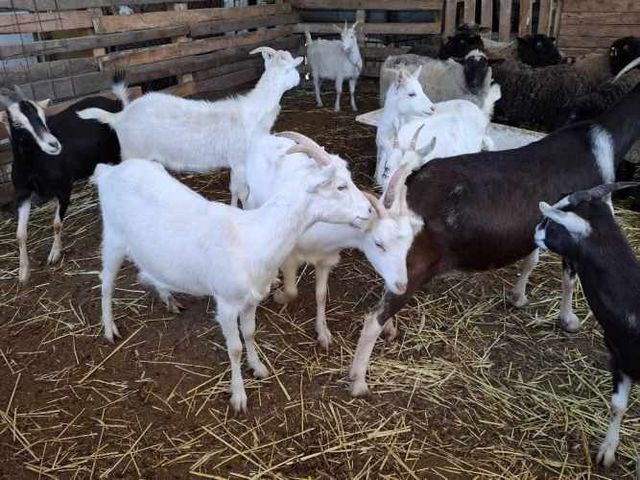 Cabras Saanen y otras...