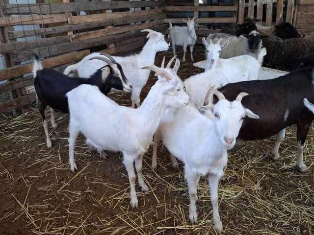 Cabras Saanen y otras...