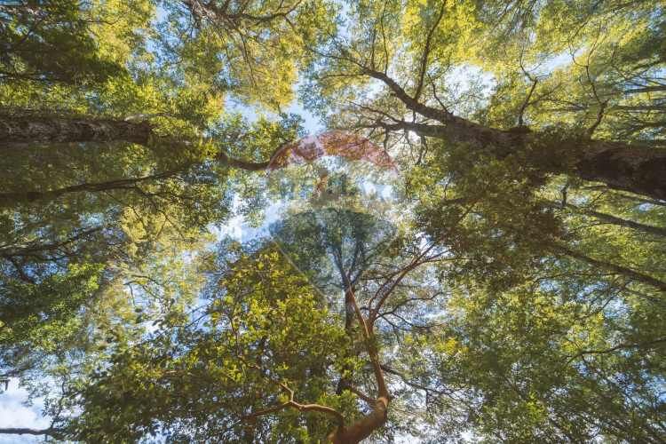 Parcelas en pucón con orilla laguna