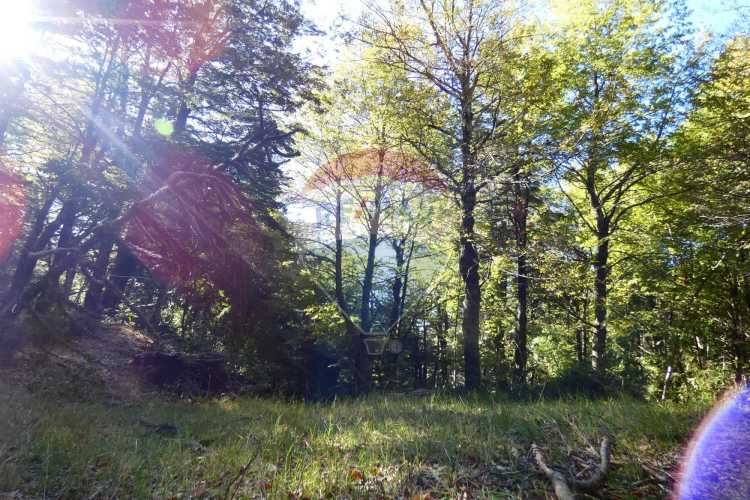 Venta de parcelas en melipeuco