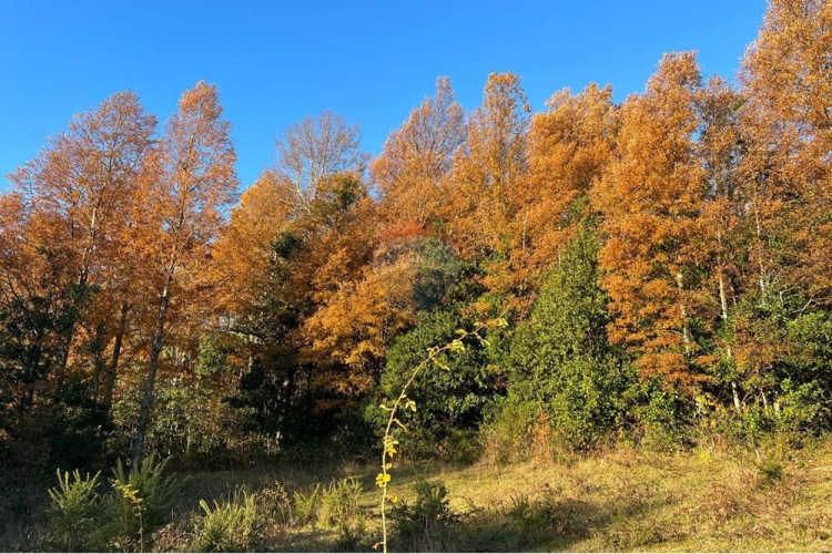 Venta parcelas con vista al volcán y acceso a rio