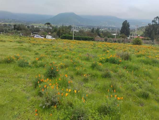 PARCELA Isabel Riquelme