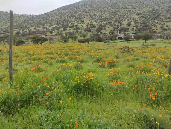 PARCELA Isabel Riquelme