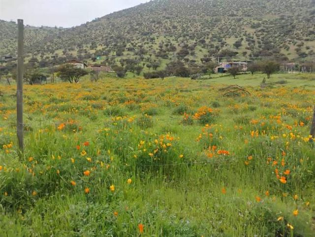 PARCELA Isabel Riquelme
