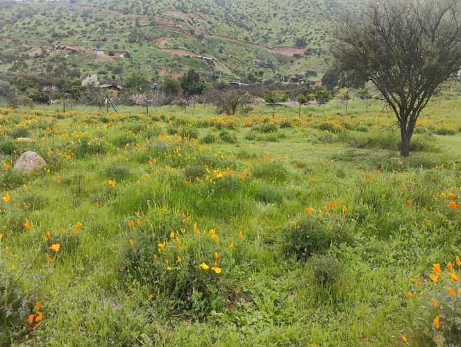 PARCELA Isabel Riquelme