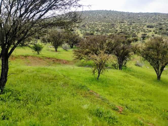 PARCELA Isabel Riquelme