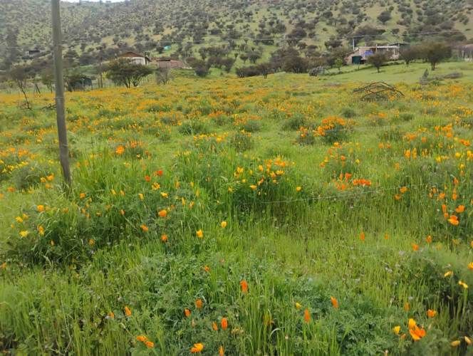 PARCELA Isabel Riquelme