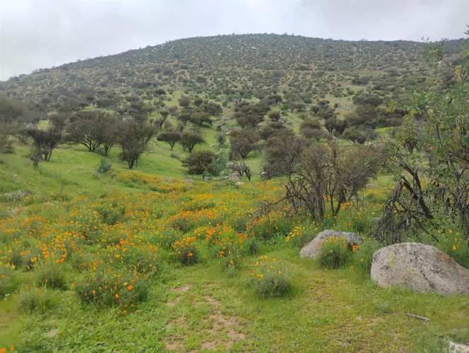 PARCELA Isabel Riquelme