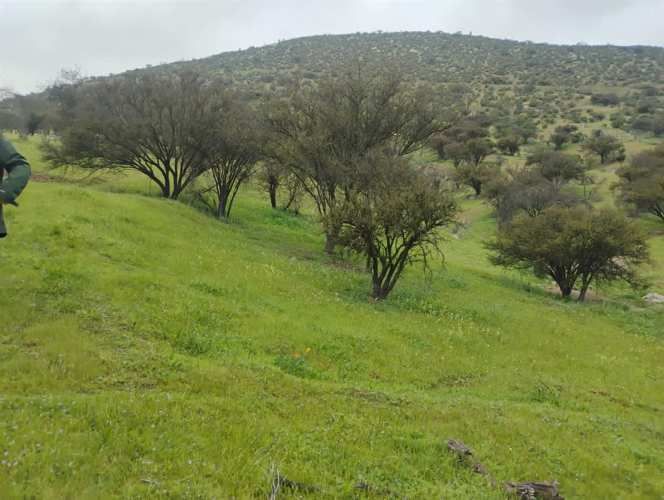 PARCELA Isabel Riquelme