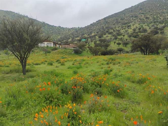 PARCELA Isabel Riquelme