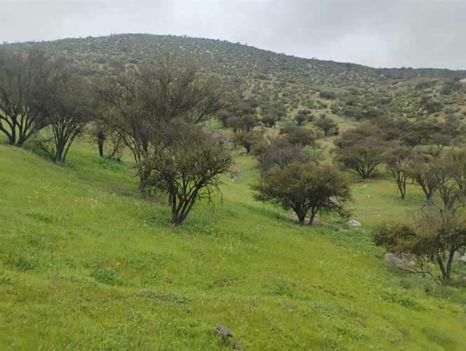 PARCELA Isabel Riquelme