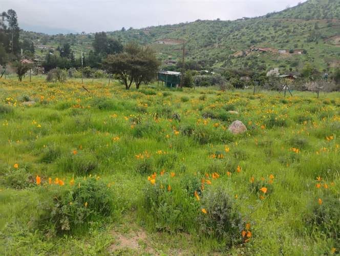 PARCELA Isabel Riquelme