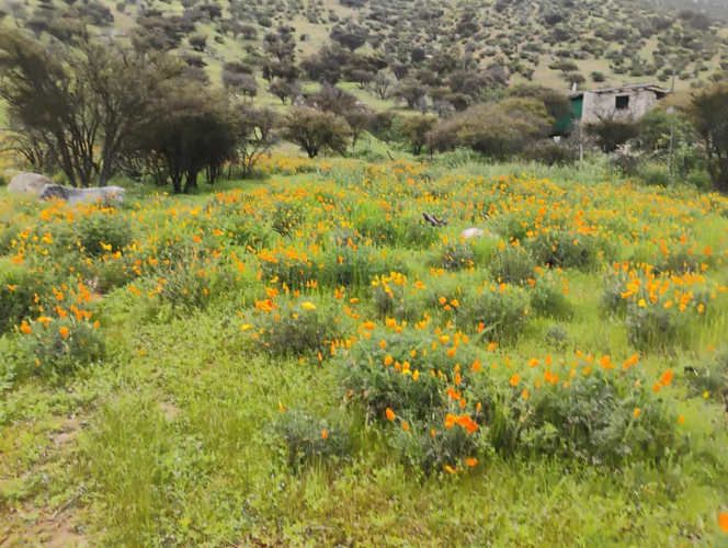 PARCELA Isabel Riquelme