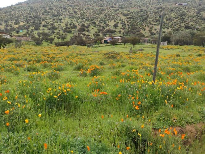 PARCELA Isabel Riquelme