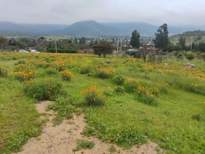 PARCELA Isabel Riquelme