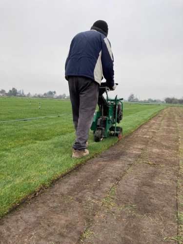Pasto en Rollos césped natural palmetas de pasto