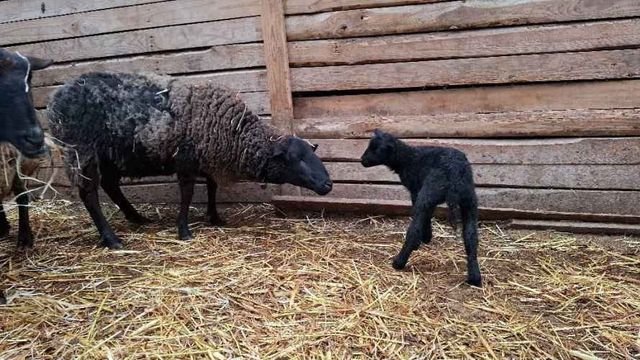 Ovejas Paridas Y Cabras