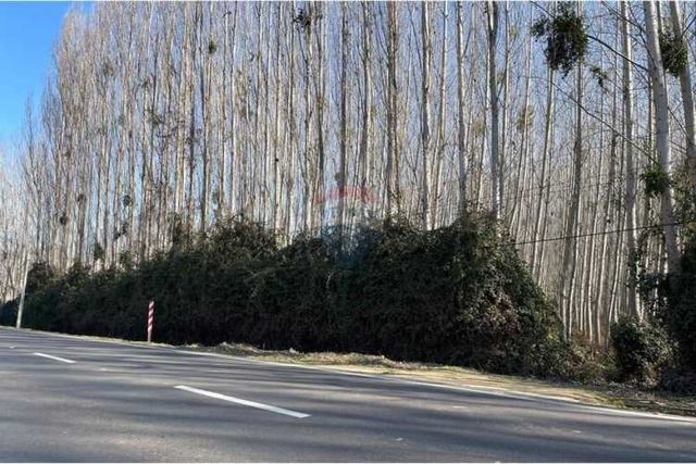 “terreno agrícola con álamos en producción"