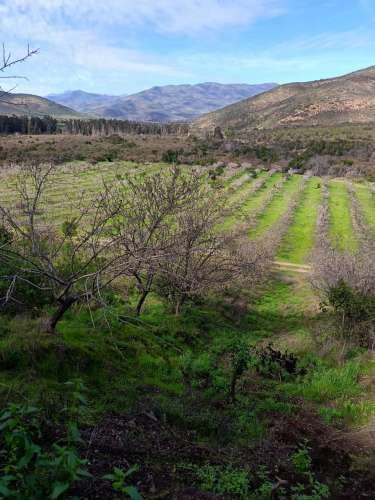 Hectareas 125 on huerto de Almendros