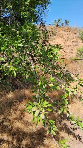 Hectareas 125 on huerto de Almendros