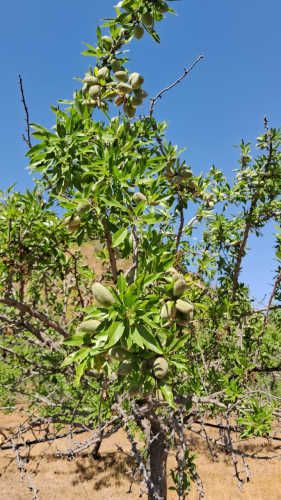 Hectareas 125 on huerto de Almendros