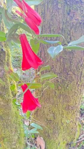 HERMOSA PARCELA A SÓLO 15 MINUTOS DEL CENTRO DE PANGUIPULLI