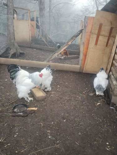 Venta de huevos y pollitos