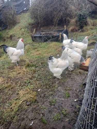 Venta de huevos y pollitos