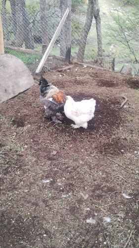 Venta de huevos y pollitos