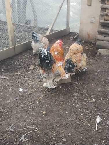 Venta de huevos y pollitos