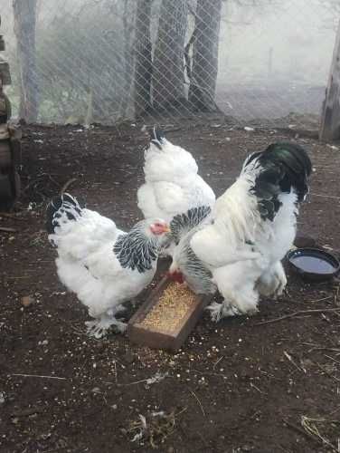 Venta de huevos y pollitos