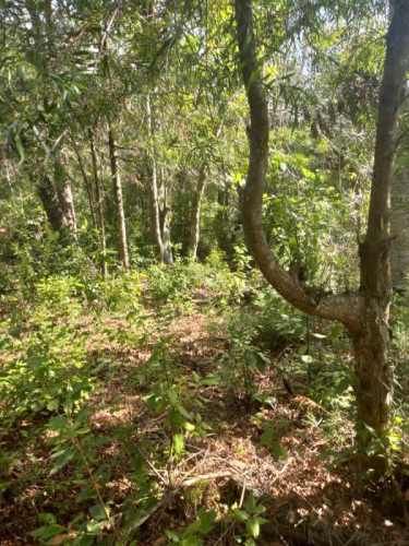 Agrícola TERRENO SECTOR FUNDO LOS LAURELES