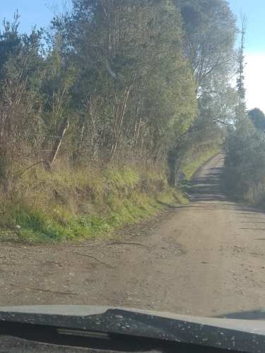 VENTA DE PARCELA PLANTADO CON  EUCALIPTOS