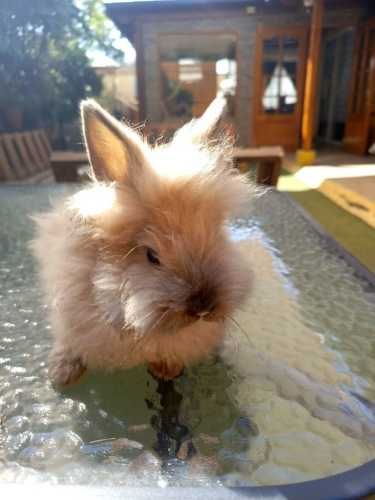 Conejos cabeza de león