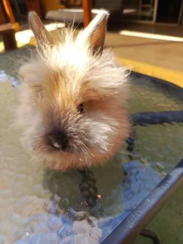 Conejos cabeza de león