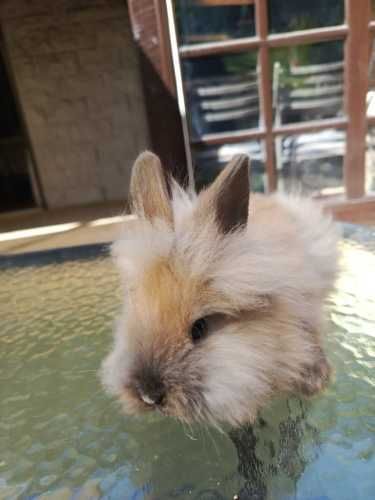 Conejos cabeza de león