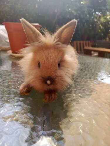 Conejos cabeza de león